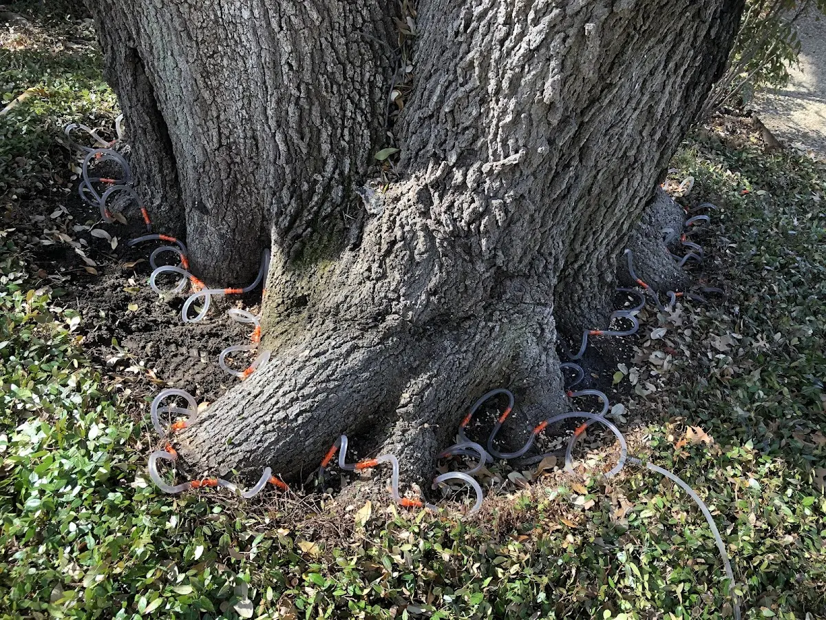 Detailed Tree Cabling and Bracing job site in Tylersport