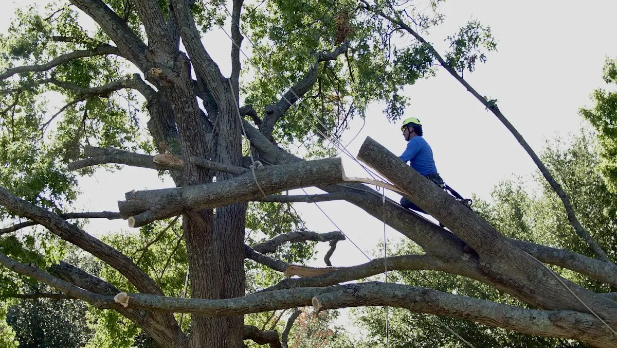 Professional Hazardous Tree Removal performed by certified arborists in Tylersport