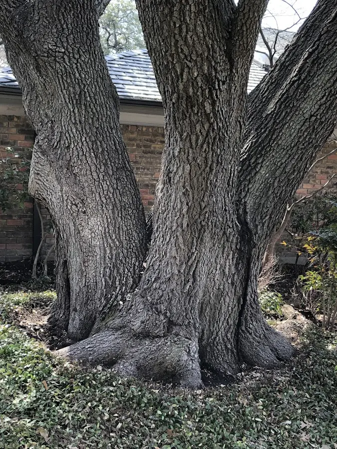 Mature heritage tree close to a Tylersport property cared for by certified arborists